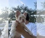 Apollo - Male French Bulldog Puppy for Sale - Photo #4