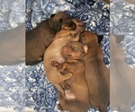 Small Photo #6 Dachshund Puppy For Sale in LA JOLLA, CA, USA