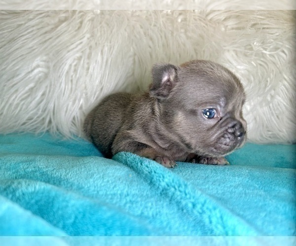 Medium Photo #24 French Bulldog Puppy For Sale in CORPUS CHRISTI, TX, USA