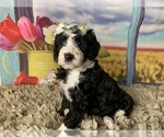 Small Photo #15 Bernedoodle Puppy For Sale in CONCORD, NC, USA