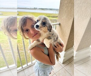 Miniature Australian Shepherd Puppy for sale in JACKSONVILLE, FL, USA