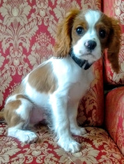 Cavalier King Charles Spaniel Puppy for sale in KALAMA, WA, USA