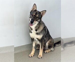 German Shepherd Dog-Siberian Husky Mix Dogs for adoption in San Martin, CA, USA