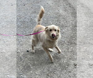 Australian Shepherd-Unknown Mix Dogs for adoption in Oakhurst, NJ, USA