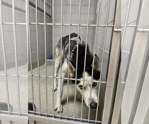 - Mix Dogs for adoption in Virginia Beach, VA, USA