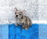 Small #5 French Bulldog