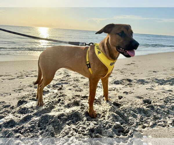 Medium Photo #11 Golden Labrador Puppy For Sale in Royal Palm Beach, FL, USA