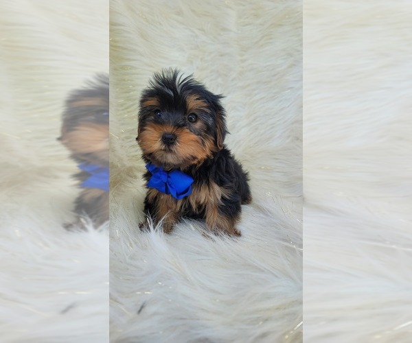 Medium Photo #2 Yorkshire Terrier Puppy For Sale in INDIANAPOLIS, IN, USA