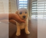 Puppy Puppy 1 Maltipoo