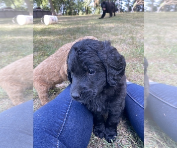 Medium Photo #21 Goldendoodle-Newfoundland Mix Puppy For Sale in MORRIS, MN, USA