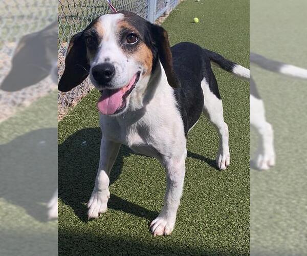 Medium Photo #2 Beagle-Unknown Mix Puppy For Sale in Fayetteville, NC, USA