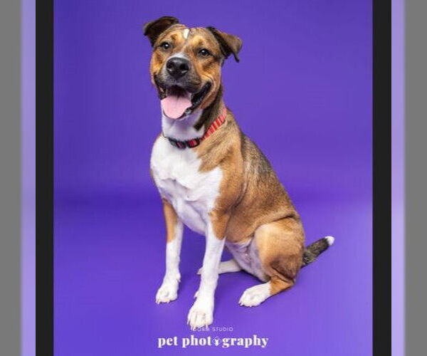 Medium Photo #29 American Pit Bull Terrier-Unknown Mix Puppy For Sale in Fargo, ND, USA