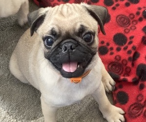 Pug Puppy for sale in CASSELBERRY, FL, USA