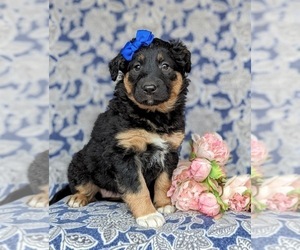 English Shepherd Puppy for sale in KIRKWOOD, PA, USA