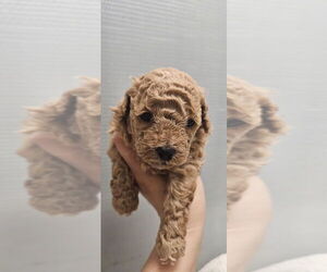 Poodle (Toy) Puppy for sale in LAS VEGAS, NV, USA