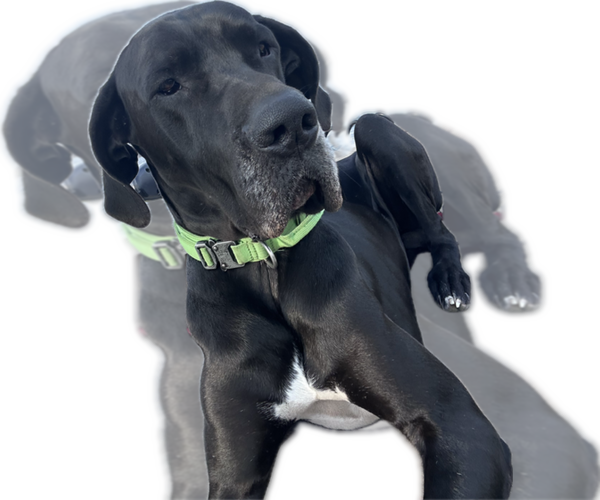 Medium Photo #1 Great Dane Puppy For Sale in WILLIS, TX, USA