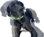 Small Photo #1 Great Dane Puppy For Sale in WILLIS, TX, USA