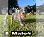Small #5 American Bully