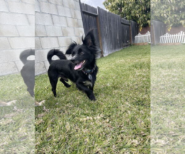 Medium Photo #6 Chion Puppy For Sale in Dana Point, CA, USA