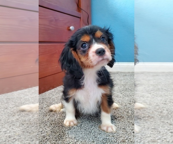 Medium Photo #5 Cavalier King Charles Spaniel Puppy For Sale in PLACENTIA, CA, USA
