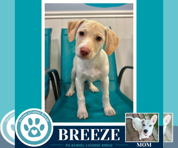 Medium Photo #1 Labrador Retriever-Unknown Mix Puppy For Sale in Kimberton, PA, USA