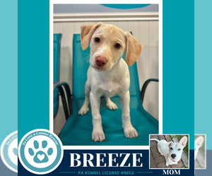 Labrador Retriever-Unknown Mix Dogs for adoption in Kimberton, PA, USA