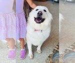 Small Great Pyrenees