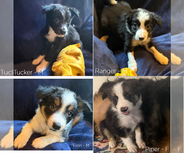 Medium Photo #1 Border Collie Puppy For Sale in PARIS, TX, USA