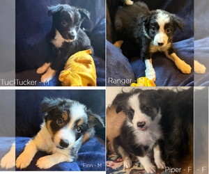 Border Collie Litter for sale in PARIS, TX, USA