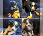 Image preview for Ad Listing. Nickname: Litter of 4