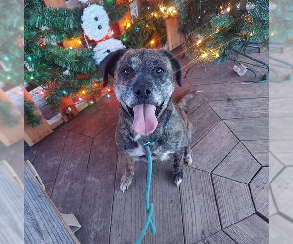 Medium Photo #2 Plott Hound-Unknown Mix Puppy For Sale in Louisville, KY, USA