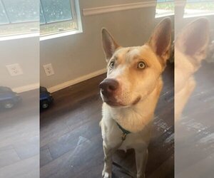Carolina Dog-Unknown Mix Dogs for adoption in Fallbrook, CA, USA