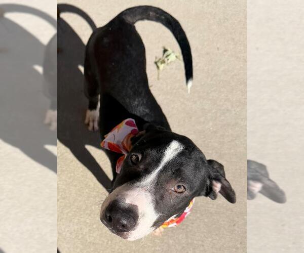 Medium Photo #1 Catahoula Leopard Dog-Unknown Mix Puppy For Sale in Tulsa, OK, USA