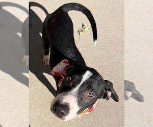 Catahoula Leopard Dog-Unknown Mix Dogs for adoption in Tulsa, OK, USA