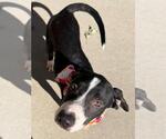 TERRY - Male Catahoula Leopard Dog-Unknown Mix Dog for Adoption - Small photo
