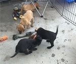 Small #8 Labrador Retriever