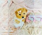 Small Poodle (Toy)
