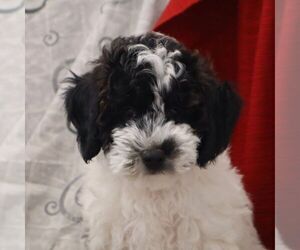 Poodle (Miniature)-Poodle (Toy) Mix Puppy for sale in THORP, WI, USA
