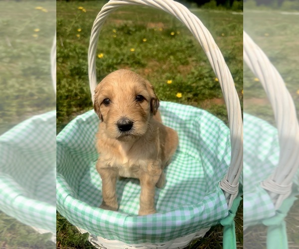 Medium Photo #3 Double Doodle Puppy For Sale in ROARING RIVER, NC, USA