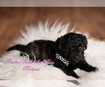 Puppy 1 Maltipoo