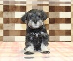 Small #2 Schnauzer (Miniature)