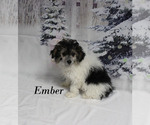 Small #1 Poodle (Toy)