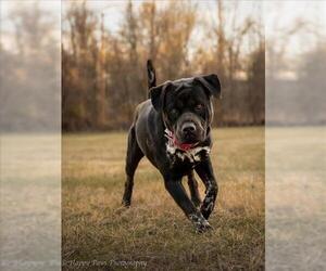 American Bulldog-Siberian Husky Mix Dogs for adoption in Forestville, MD, USA