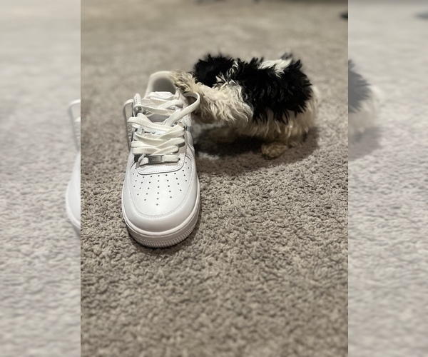 Medium Photo #15 Maltipoo Puppy For Sale in BRIDGEPORT, CT, USA