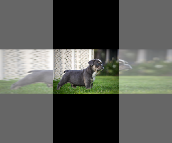 Medium Photo #6 French Bulldog Puppy For Sale in OLYMPIA, WA, USA