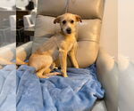 Small #1 Mutt