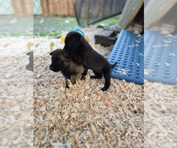 Medium Photo #3 Belgian Malinois Puppy For Sale in DIXON, CA, USA