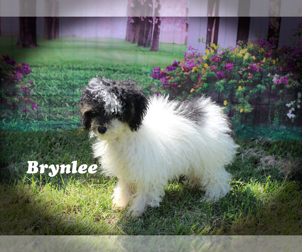 Medium Photo #3 Poodle (Toy) Puppy For Sale in CHANUTE, KS, USA