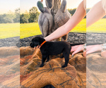 Small Photo #3 Labrador Retriever Puppy For Sale in GREENWOOD, SC, USA