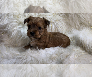 Yorkshire Terrier Puppy for sale in HAYWARD, CA, USA